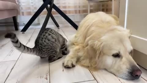 What do Kittens do when Golden Retriever Tries to sleep