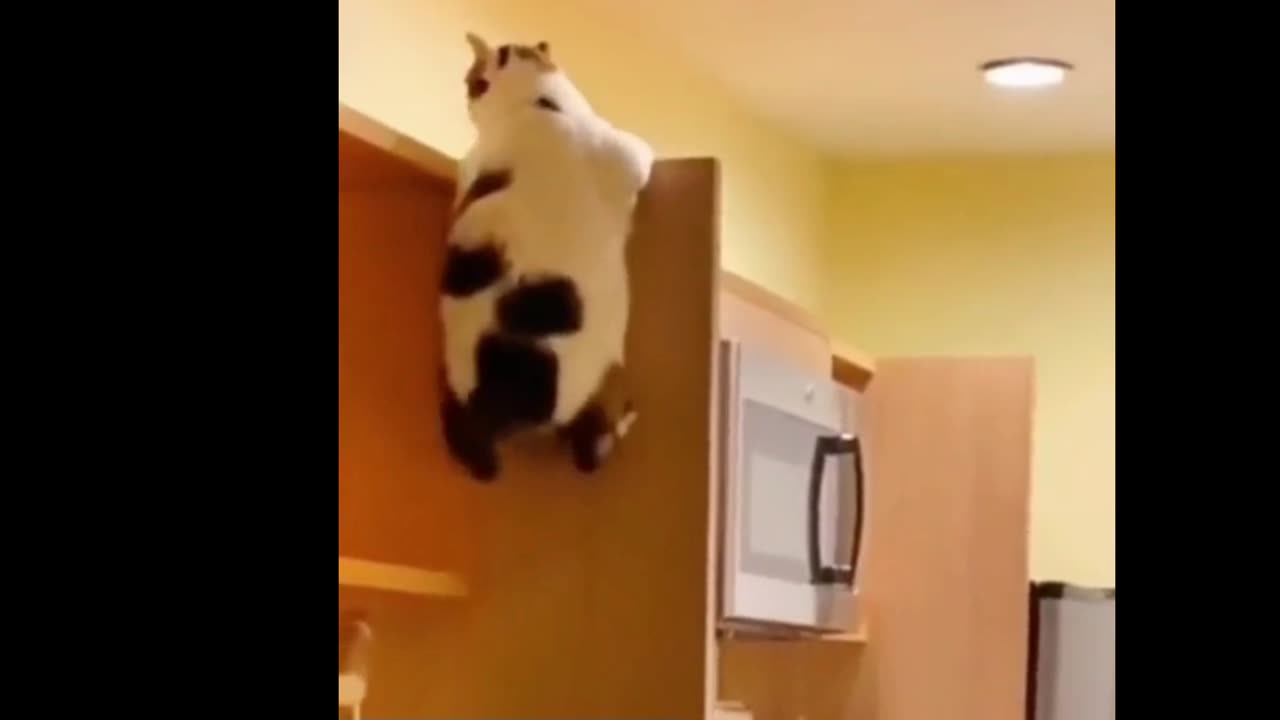 The big cat is climbing high to find food