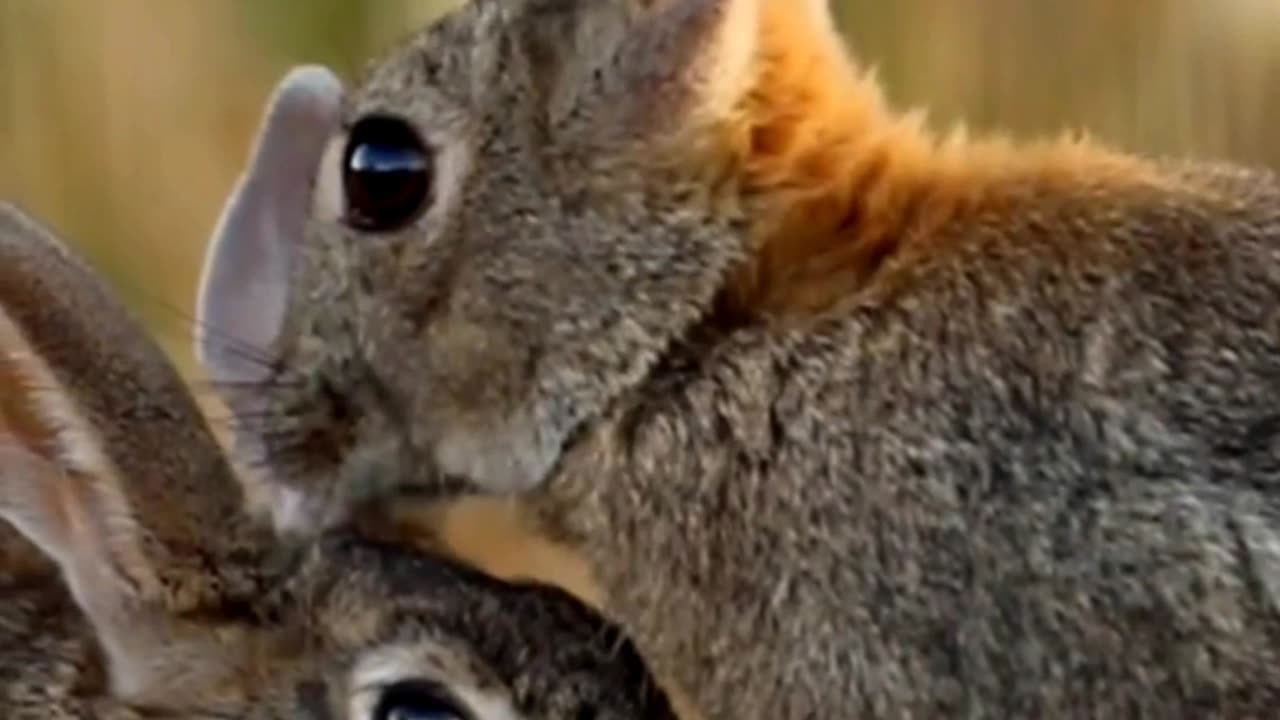 The Burmese hare (Lepus peguensis) is a species of mammal in the family Leporidae !