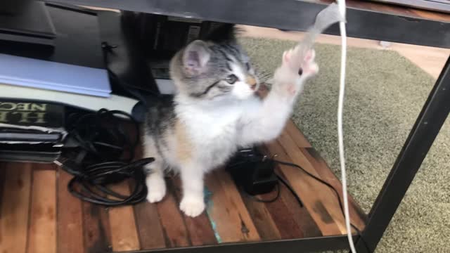 The cat hidden under the table is playing with her friend's laptop