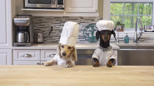 The Dogs Make Breakfast in Bed for Mum & Dad... (and Make a Mess!)