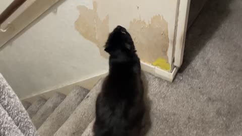 Kitty Does a Rail Grind