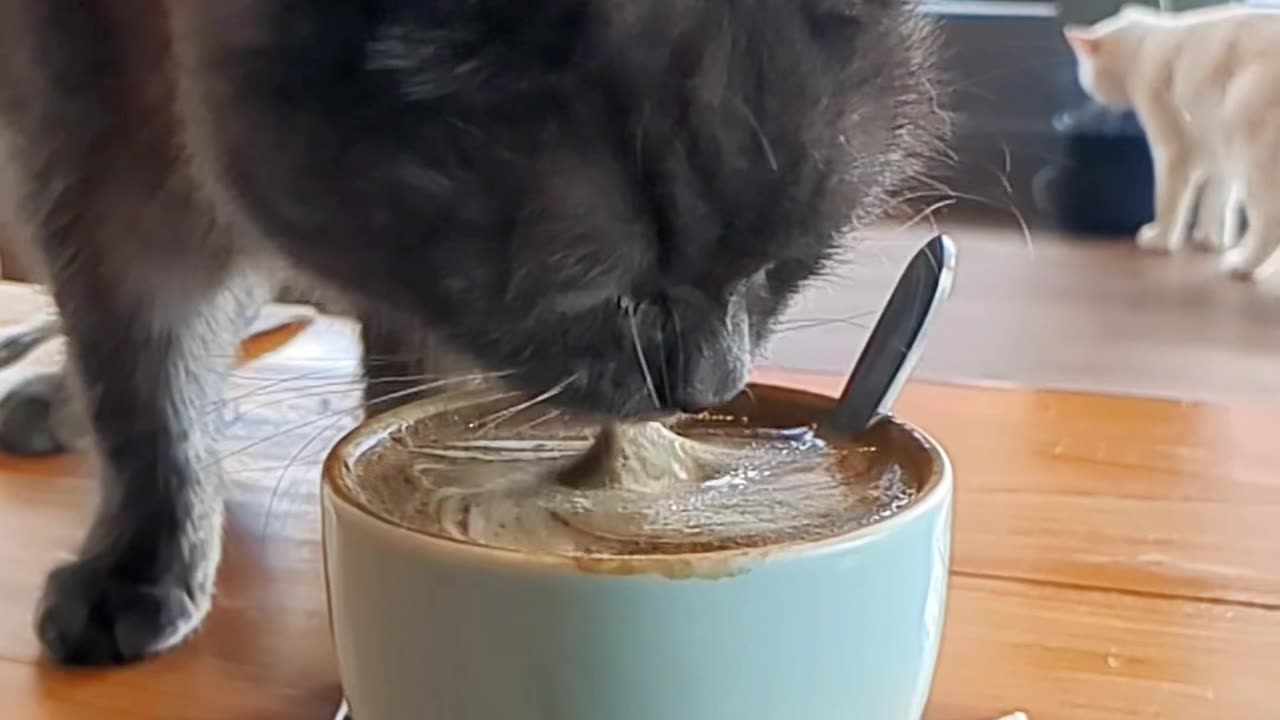 It’s Meownday 😿 - Even cats needs coffee on a Monday!