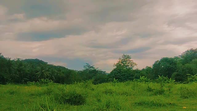 Aesthetic videos of green meadows are very beautiful