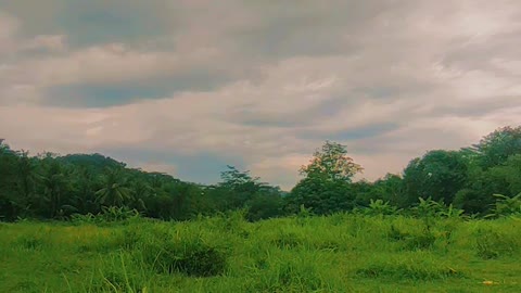 Aesthetic videos of green meadows are very beautiful