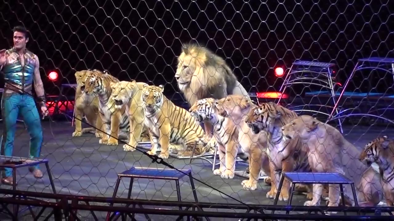 Ringling Brother's Big Cats (Tigers and Lions) show