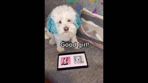 Amazing and cute pet videos, try not to laugh