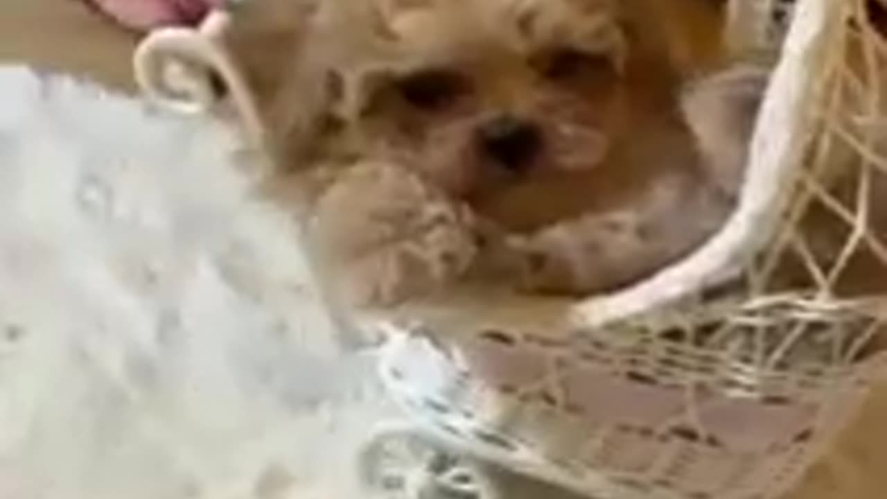 Cute dog