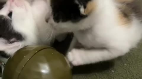 Kittens in Russian Eastern Ukraine