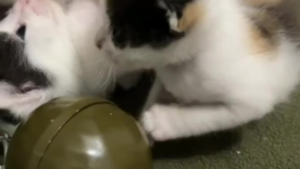 Kittens in Russian Eastern Ukraine