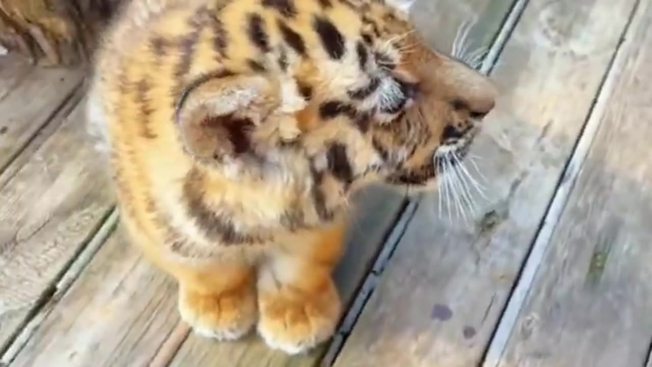 Beautiful tiger cub..