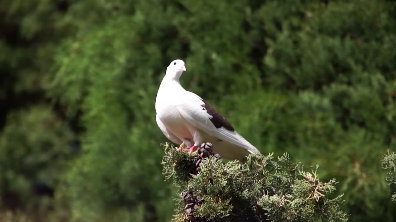 The Unlikely Friendship: An Ant and Pigeon's Tale