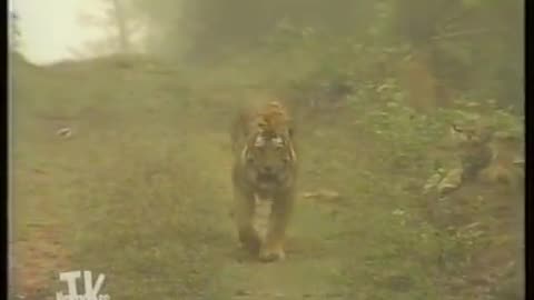 Tigers Speed and Quickness. Terrifying.