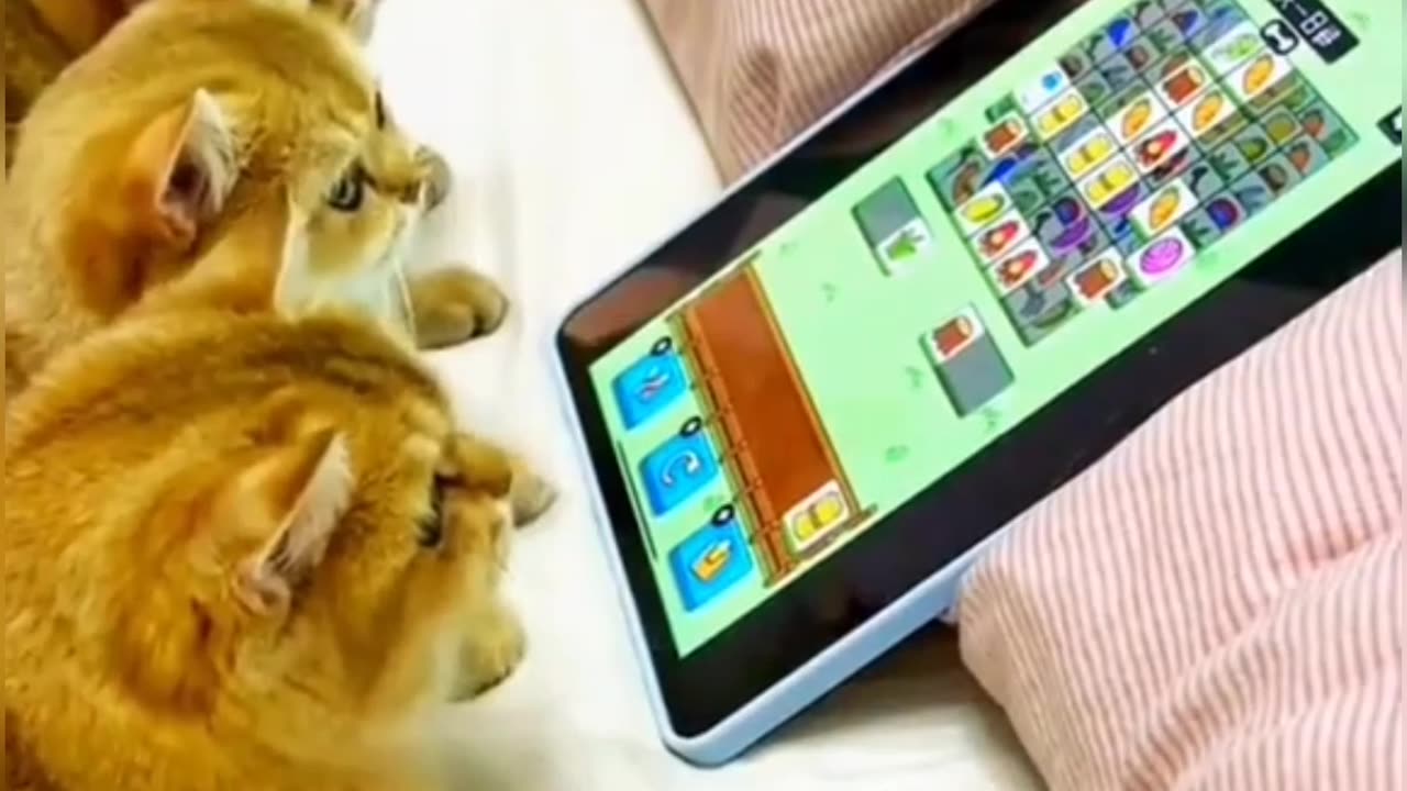 Animals lover/ funny cats video