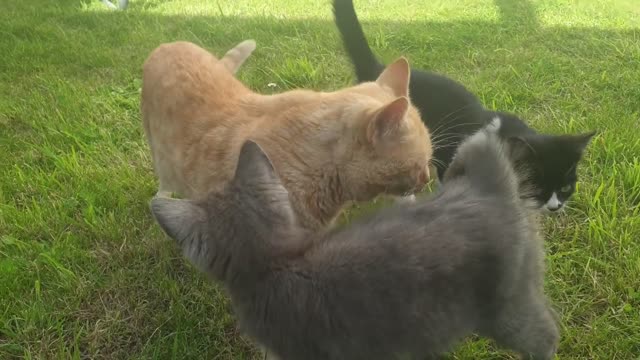 gatos brincando 😍🥰