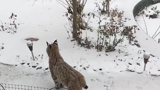 Playful encounter