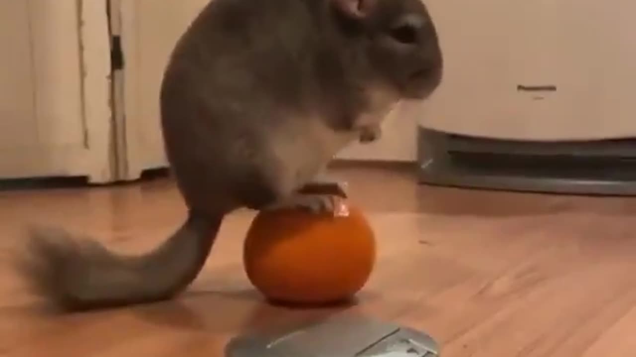 Chinchilla On Ball