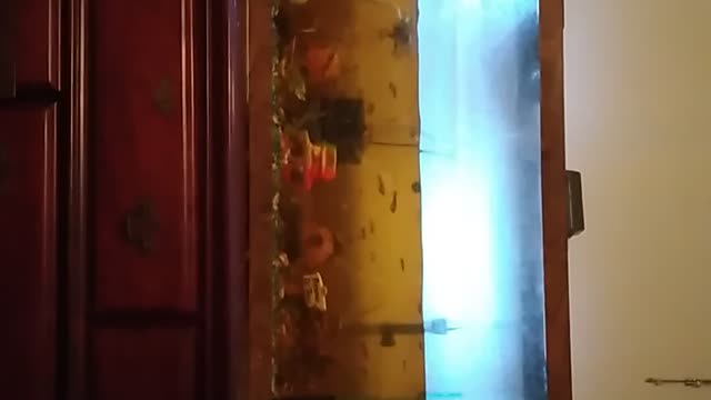 Kitten licking the fish tank