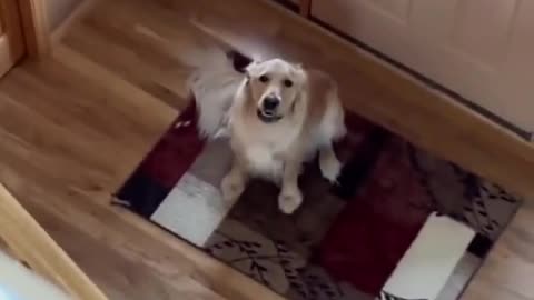 A dog's surprised face when it unexpectedly finds its owner at home