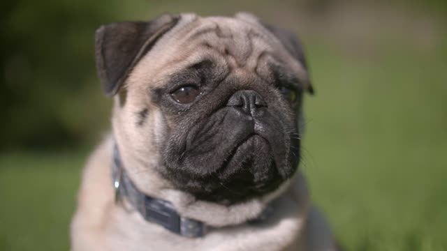 A Short Adorable Pug Barking