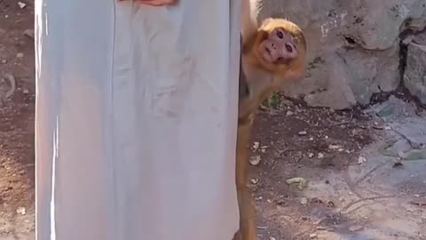 naughty monky