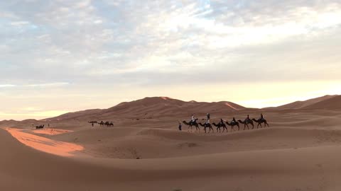 Camels Traveling In The Desert