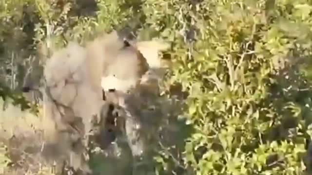 The consequences of a lion hunting an elephant