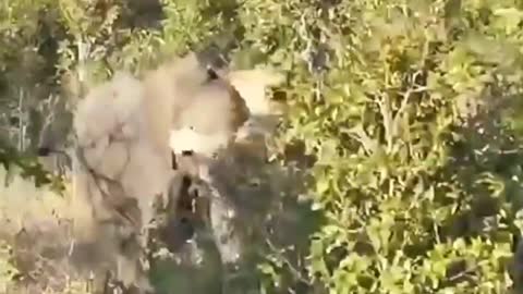 The consequences of a lion hunting an elephant