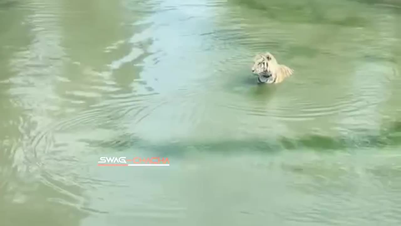 Tiger funny clip || wait a second