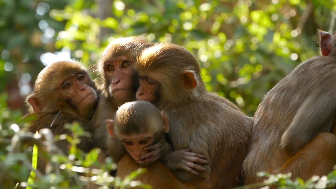 Police In South Carolina Hunt For 43 Monkeys That Escaped From Breading Research Colony