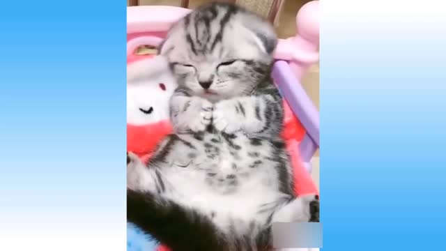 Cute Pets | funny video | Cats | cute cats