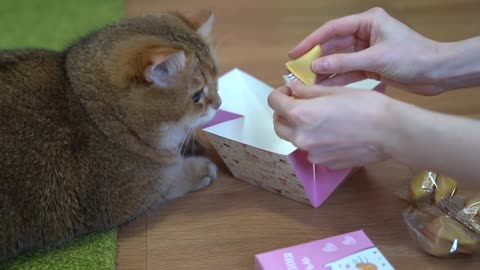 Fortune cookie