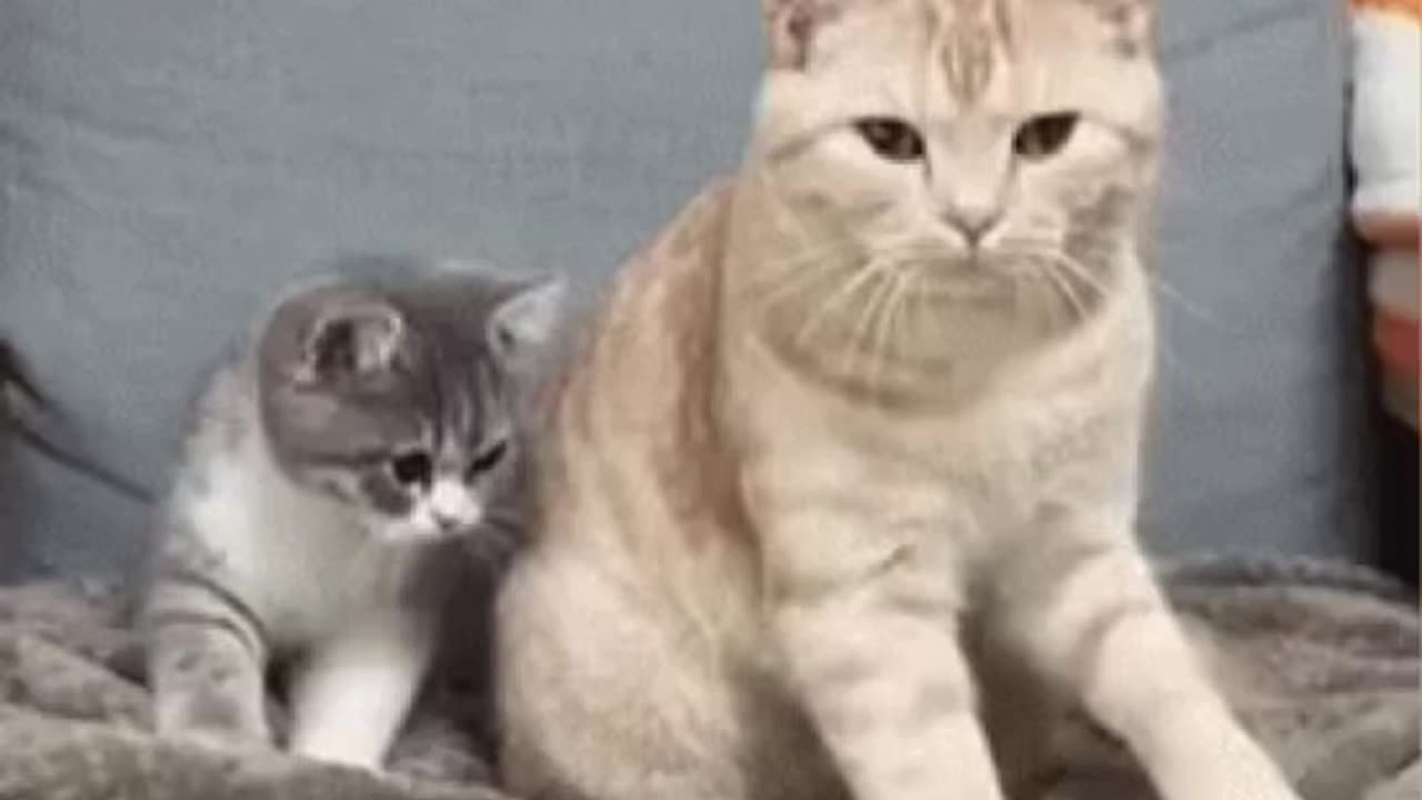 Cute Cat Gif