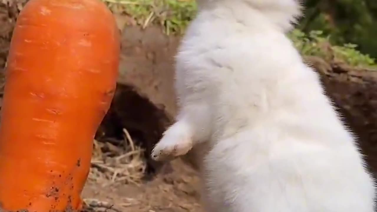 Isn't the little white rabbit eating carrots too cute?