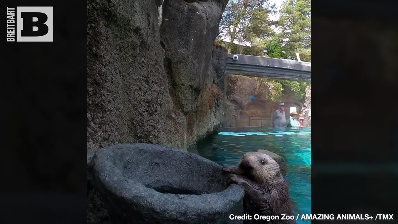 AN OTTER SLAM DUNK! Juno the Otter Shows Off Her Basketball Skills