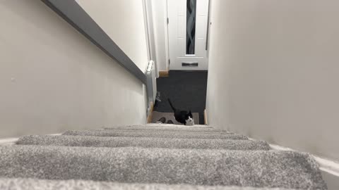 Cat Zoomies
