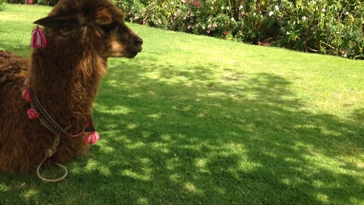 Hungry Alpaca attempts to snack on human