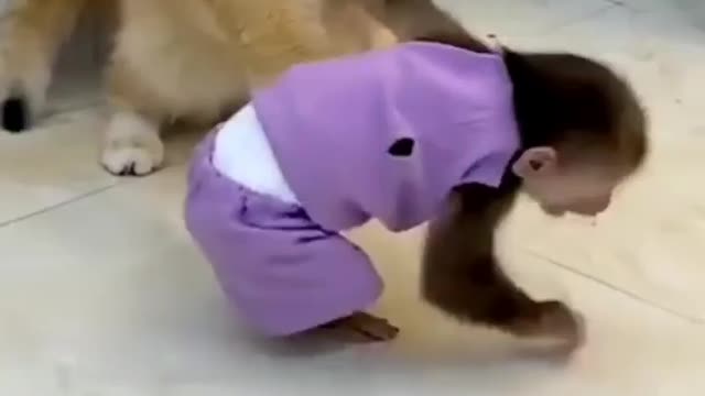 funny cat VC monkey