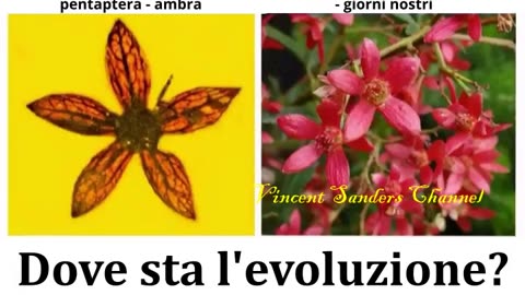 LA TEORIA EVOLUZIONISTICA ...... L'ENNESIMA BUFALA !!!