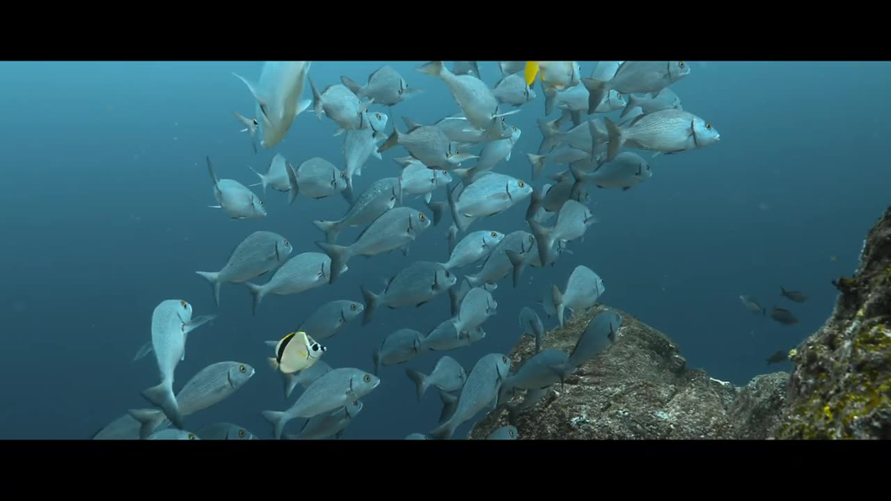 Diving in Galapagos. Underwater Paradise