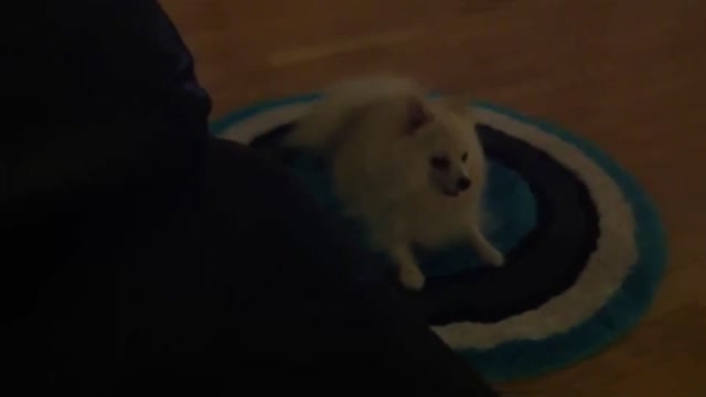 POMERANIAN PUPPY PLAYS WITH CARPET