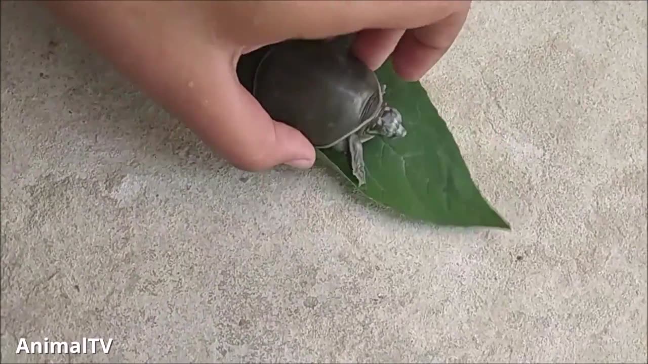 Turtles Swimming & Walking slowly... CUTEST compilation