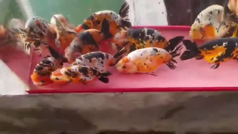 The most beautiful Calico Ranchu goldfish collection-17