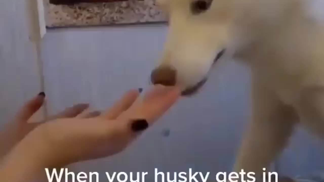 Dog 🐕 Funny Video 😉
