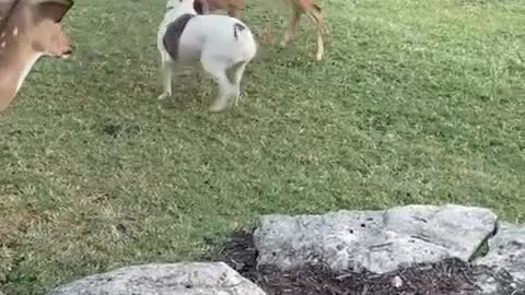 Rescued fawn runs right over to playful doggy