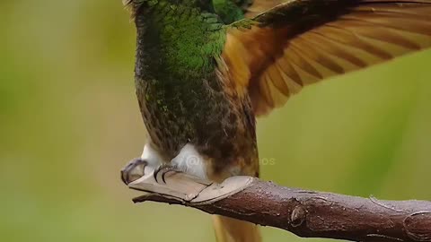 Couple hummingbird