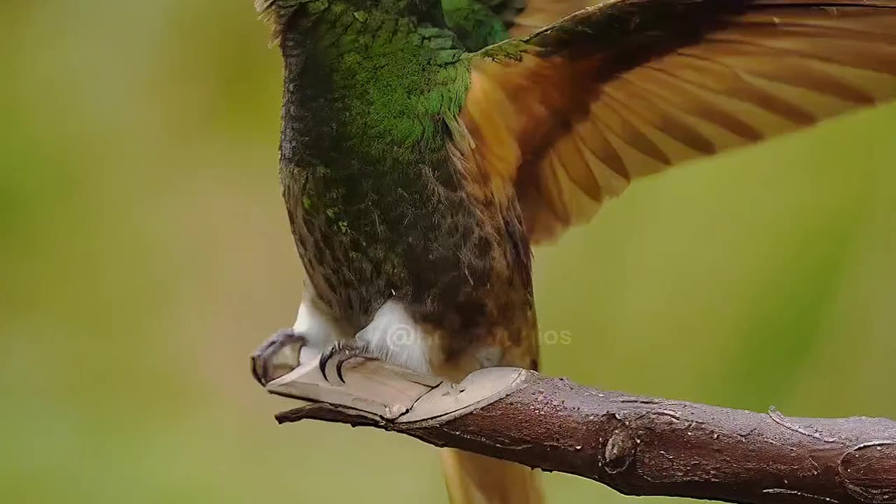 Couple hummingbird