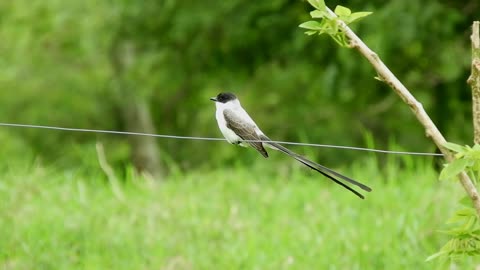 Earwig bird