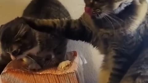 Cats Fighting Together Funny Videos