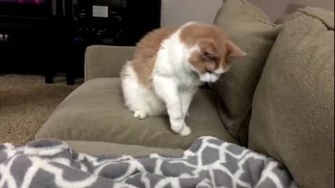 Funny Cats Jump
